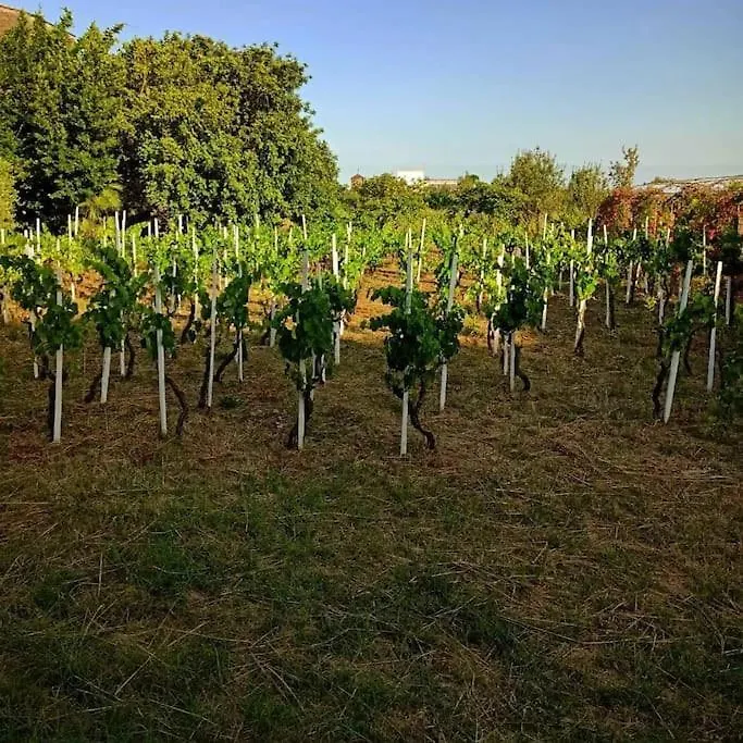 Antico Casale Merlot - ten beds-1